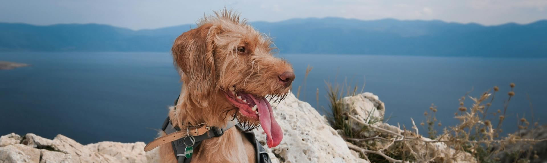 El creciente potencial del mercado de seguros para mascotas en España